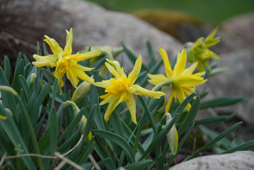 Daffodil Rip Van Winkle (narcissus) flowers