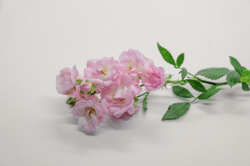 Pink miniature roses on white background 