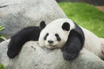 Crédence en verre imprimé Panda Ours panda géant endormi
