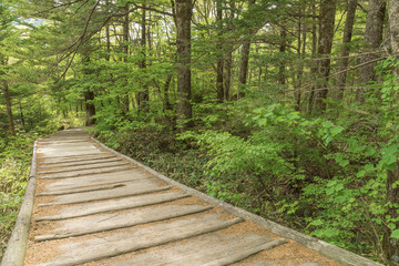 Fototapeta na wymiar wooden foot bridge on hiking trail in Hotaka mountain range, Kamikochi national park, Kamikochi, Japan