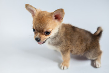 cute little dog on white background 