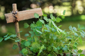 Salad burnet (Sanguisorba minor) with a blank plant marker in the garden, copy space