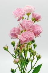 Pink miniature roses on white background 