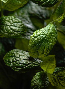  Bunch of fresh  organic mint leaf closeup.