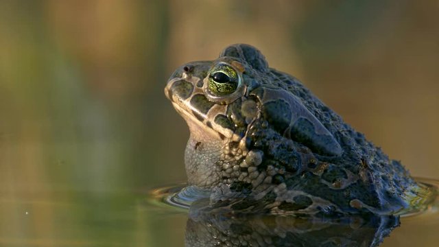 European green toad (Bufo viridis) diving