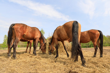 Horses are eating the hay on the meadow in spring time