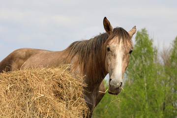 Obraz premium Horse on the pasture in spring time
