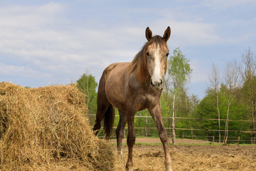 Horse on the pasture in spring time