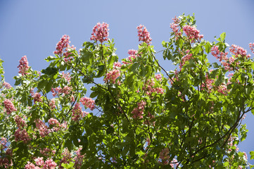 Kastanienblüten; Kastanie; Kastanien