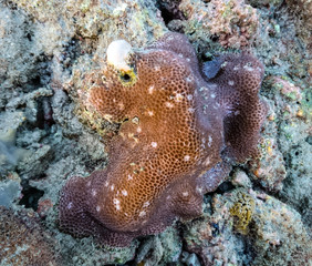  Coral at Koh Bulone, Panka Yai beach, Satun Thailand