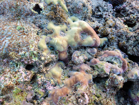  Coral at Koh Bulone, Panka Yai beach, Satun Thailand