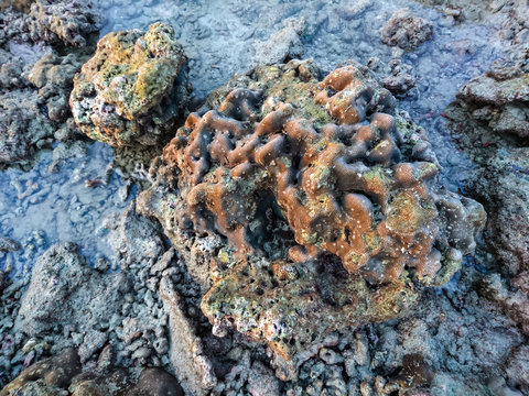  Coral at Koh Bulone, Panka Yai beach, Satun Thailand