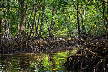 Mangrove swamp with dense foliage at Baratang island Andaman, India. 