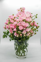 Pink miniature roses on white background 