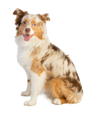 american shepherd seated look ahead