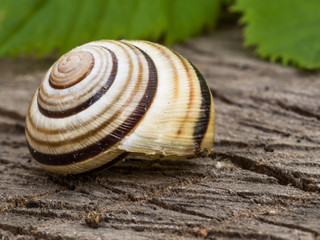 Fototapeta na wymiar Beautiful snail in its spiral shell with leaves on the background, macro close up