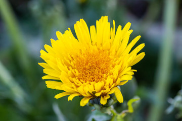 Löwenzahn Blüte (Taraxacum)