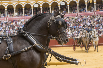 Naklejka na ściany i meble Carruajes con caballos españoles