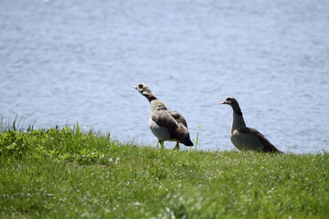 2 Geese at the lake