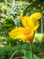 Yellow Cannaceae flower blooming in the garden. It also known as Canna Generalis "Striatus".
