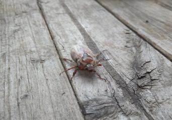 may-bug crawling on the surface of an old wooden board