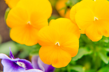 Fototapeta na wymiar composition of colorful flowers