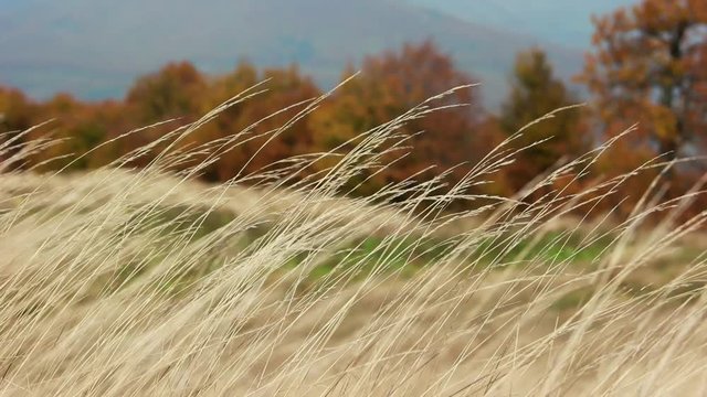 Yellow autumn grass bending in the wind. Yellow marsh reed closed up on a soft windy day during autumn, Shallow depth of field