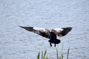 Goose landing in the water