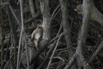 A monkey of Mangrove forest Thailand.