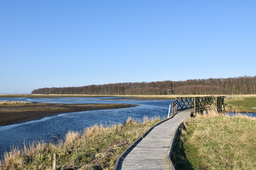 Wooden footpath through a marshland