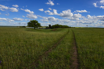 Spring season landscape, La Pampa