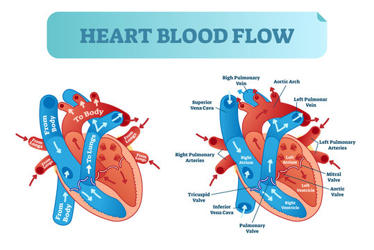 Heart blood flow circulation anatomical diagram with atrium and ventricle system. Vector illustration labeled medical poster.