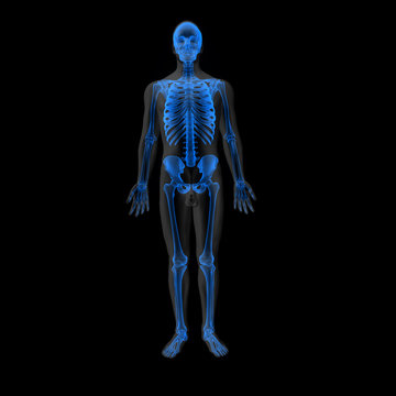 3d render skeleton with body