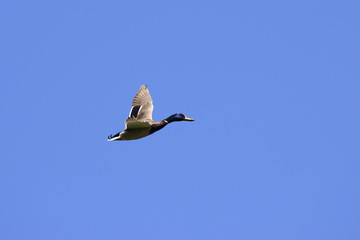 flying duck in front of blue sky