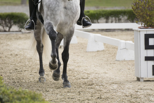 Patas de un caballo al trote en doma clasica