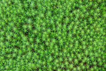 一面のスギゴケ