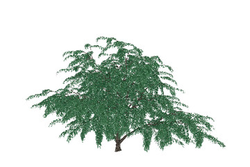 Obraz premium Albizia tree. Isolated on white background. Vector illustration.