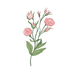 Obraz premium Eustoma or lisianthus pink blooming flower hand drawn on white background. Natural drawing of garden cultivated flowering plant used in floristry. Realistic vector illustration in antique style.