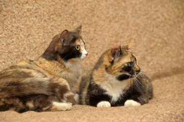 two tricolor cats