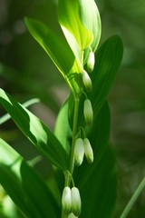 Ryegrass Solomon's seal (Polygonatum multiflorum) is a woodland herb native to Eurasia