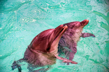 Cute dolphins in pool in dolphinarium
