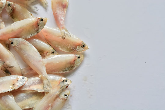 Fresh mackerel fish stack on white table 