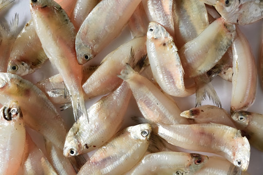 Fresh mackerel fish stack on white table 