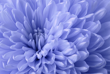 Light blue chrysanthemum flower. Macro. Background of a blue chrysanthemum flower close-up. Tender flower. Nature.