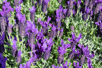 Fototapeta premium flower