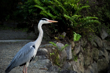 Reiher in Japan