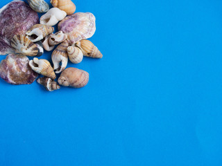 Fototapeta na wymiar Seashells pattern on blue background