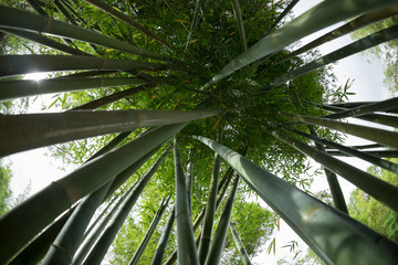 Fototapeta na wymiar bamboo trees looking up