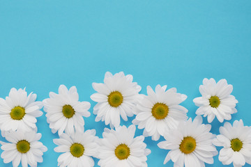 Composition of white chamomile chrysanthemum flowers on a color background, top view, creative flat layout. 