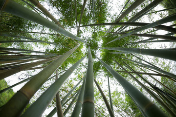 Fototapeta na wymiar bamboo trees looking up